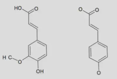Représentation de l'acide férulique (gauche) et de l'acide p-coumarique (droite).